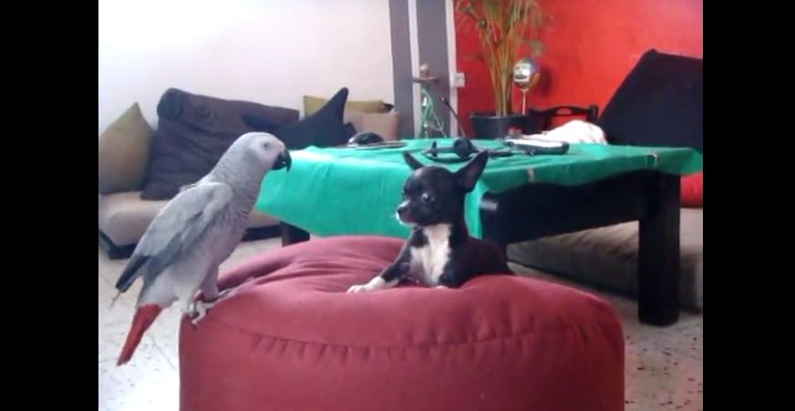 Dog and parrot are best friends