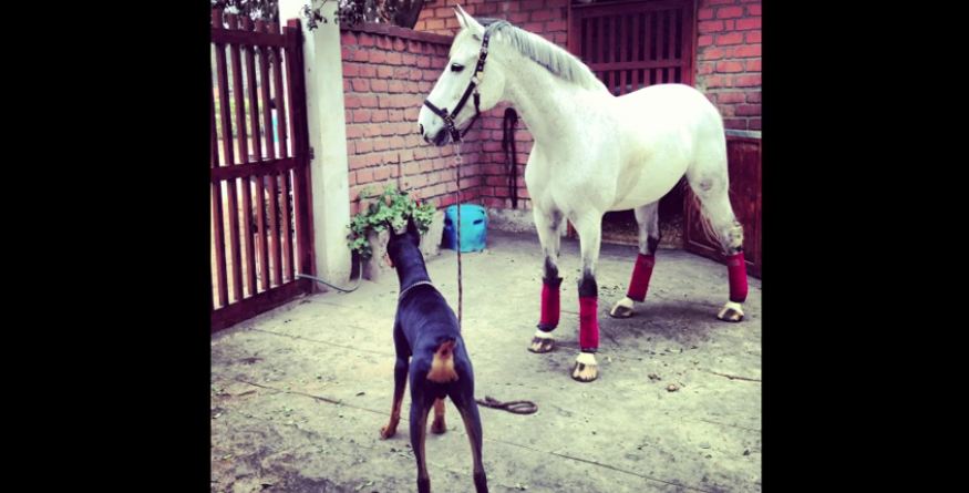 Doberman dog and horse are best friends