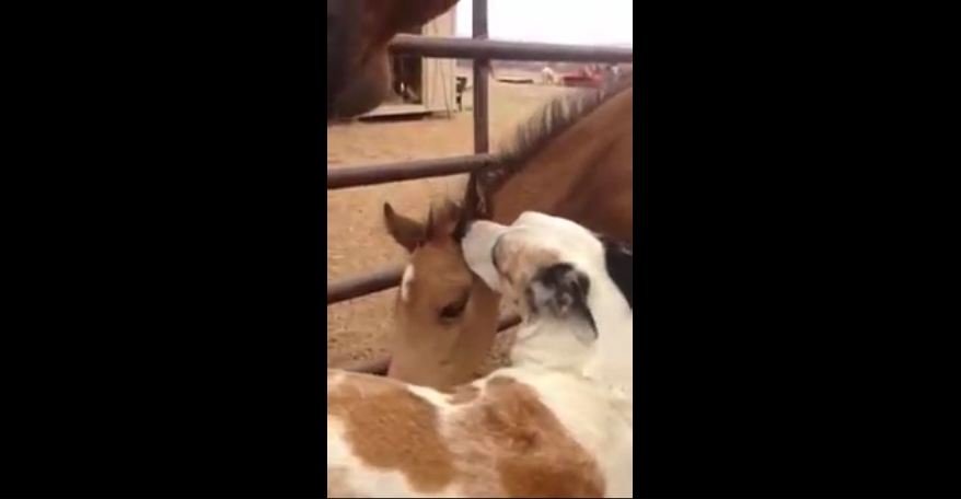 Dog and baby horse: Friends for life!