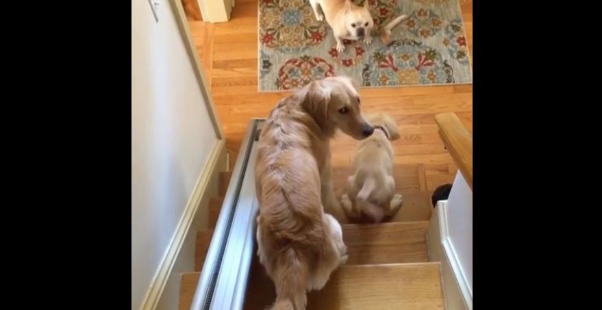 French Bulldog refuses to let Golden Retrievers pass on stairway