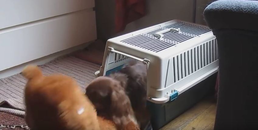 This Tiny Dachshund Refuses To Nap Until He Gets His Gigantic Bear In With Him