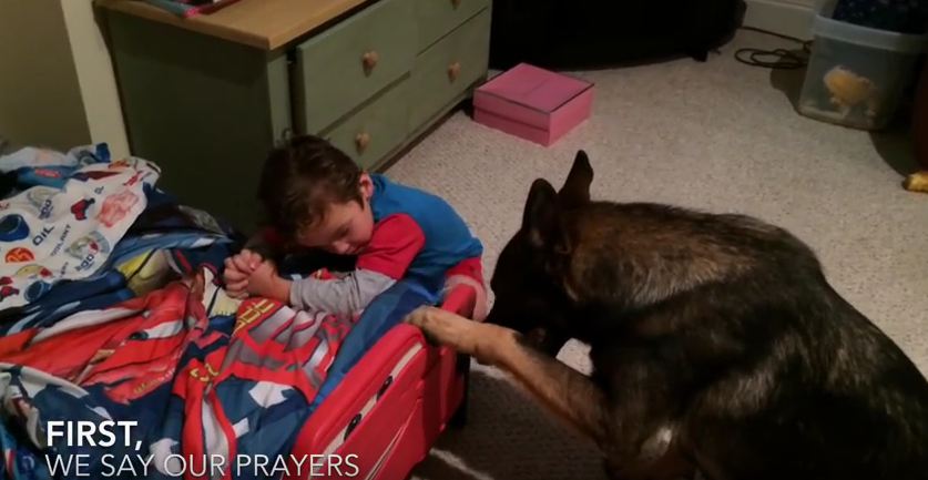 When It’s Time To Get Ready For Bed, This German Shepherd Is Here To Help