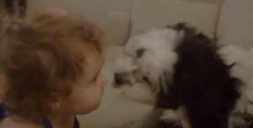 Baby gives kisses to Shih Tzu dog