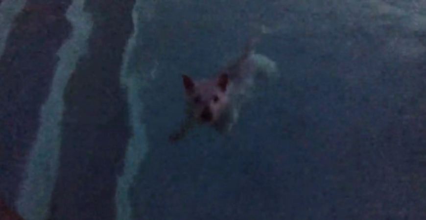 Dog squeals in excitement for nighttime swim