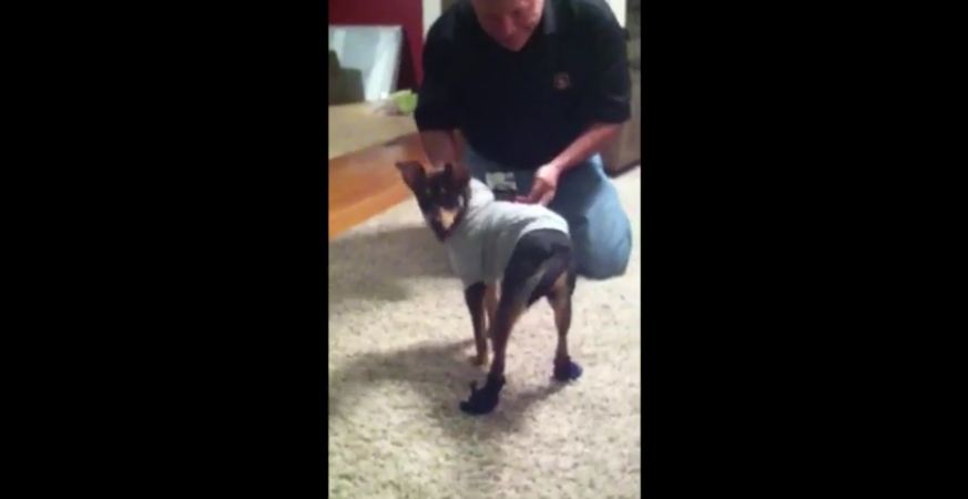 When They Slapped Some Boots On Their Dog’s Feet…Hilarity Ensued!