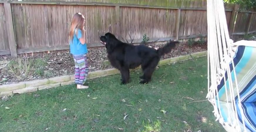 Little girl trains giant dog