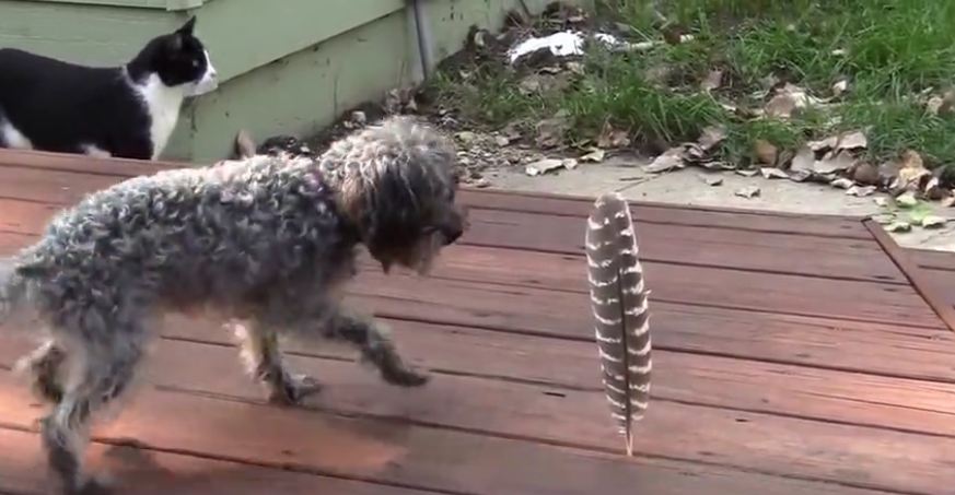 Little dog afraid of a big feather