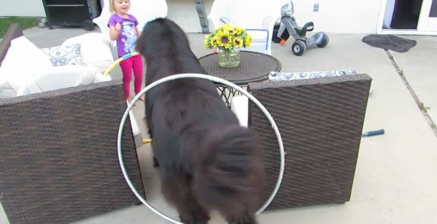 Little girl trains giant dog for circus act