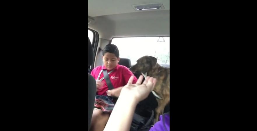 Dog cries after mom drops son off at school