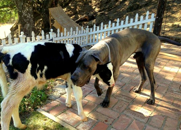 Rescued Calf Refuses to Believe He’s Not a Puppy