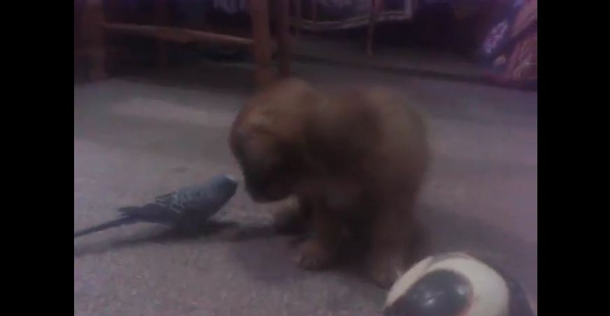 Parrot and puppy share endearing friendship