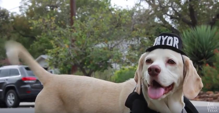 Awesome Dog Wants to Be Elected City Mayor