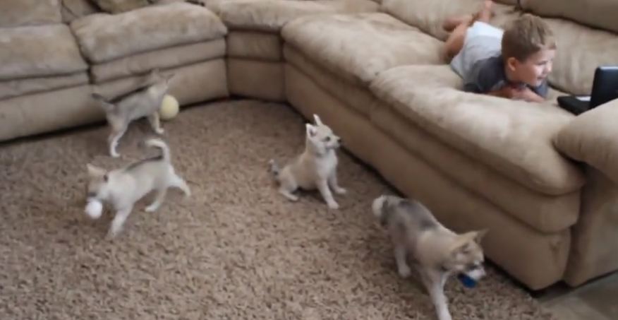 Alaskan Klee Kai puppies discover toddler