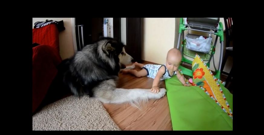 Alaskan Malamute enjoys playtime with toddler