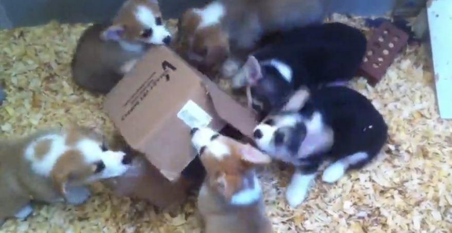 Adorable Corgi puppies attack cardboard box