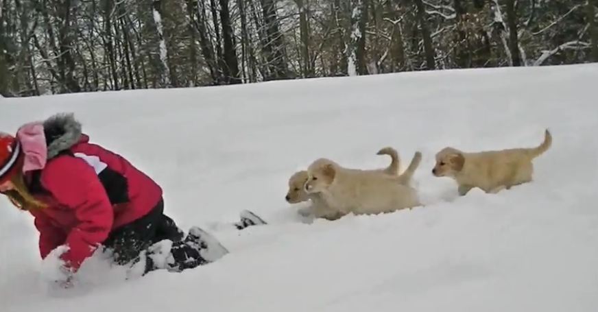 Adorable Golden Retriever Puppies In the Snow!