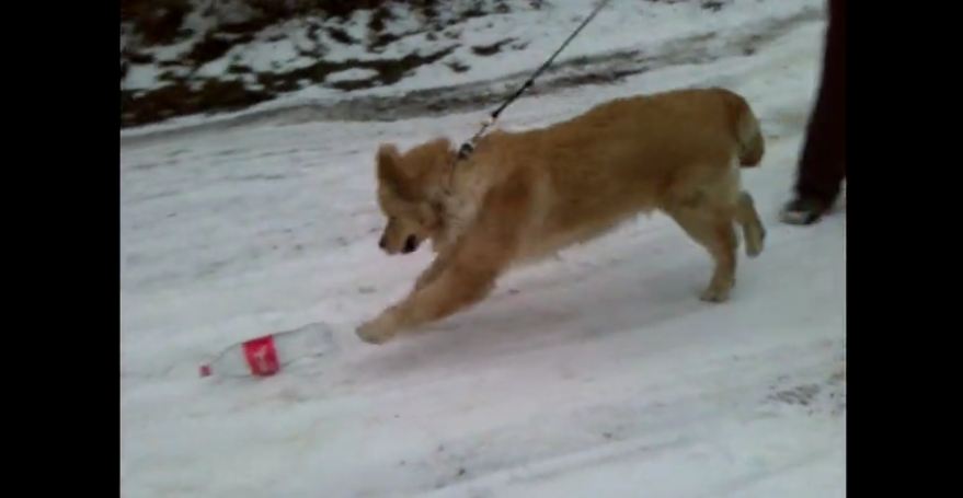 Golden Retriever adorably plays in the snow