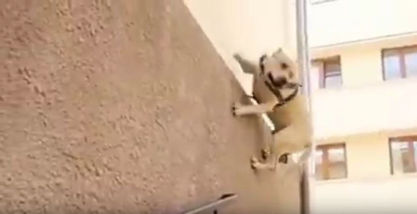 The Amazing Parkour Pup!