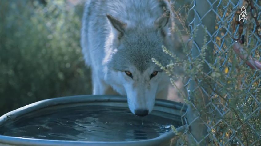 When This Wolf Walks Up To A Man, Something Incredible Happens