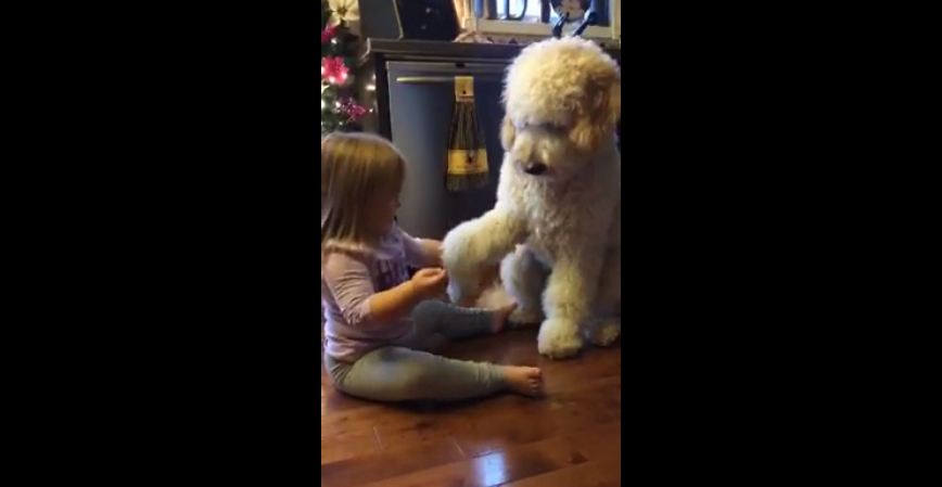 When She Sat In Front Of Her Dog, I Wasn’t Expecting Something Like This — So Cute!