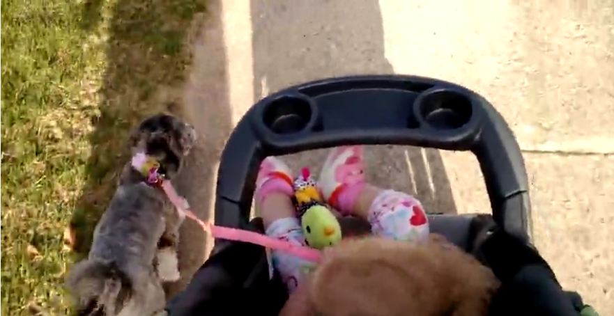 Baby in stroller walks puppy