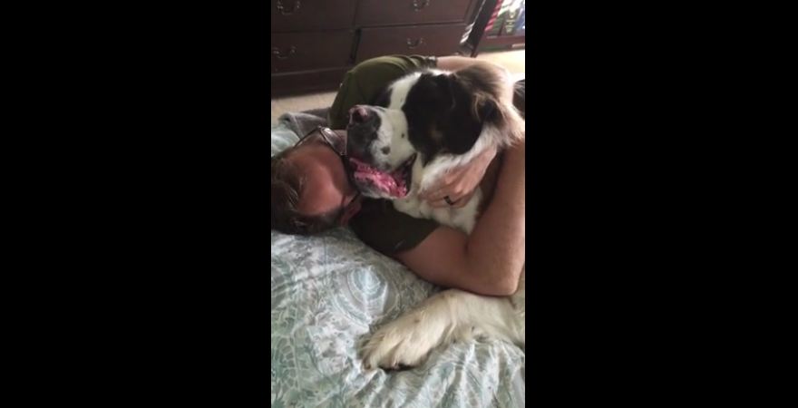 Giant Saint Bernard demands hugs from owner