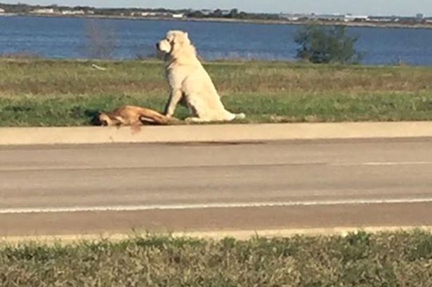 Loyal Dog Stands Next to Fallen Friend and Gets Rescued
