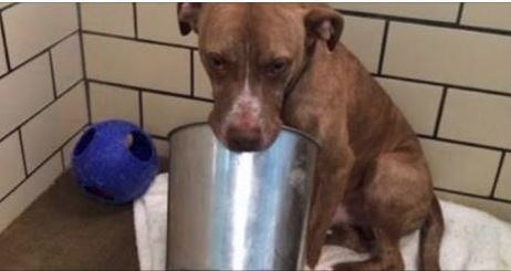 Lonely Shelter Dog Waits With His Only Friend, His Bucket, Hoping To Find Someone To Love Him Forever
