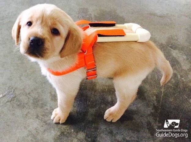 The Most Adorable Puppies Of 2015