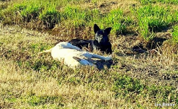 Dog Won’t Leave Best Friend’s Side After His Death