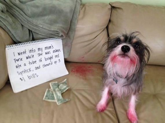 30 Dogs that Entered the Hall of Shame