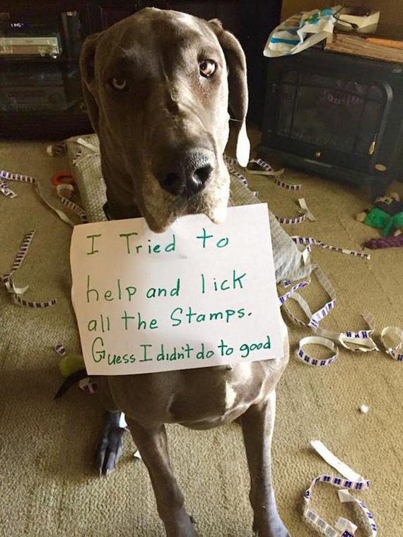 02-shame-dogs