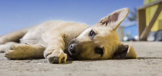 12 Reasons We Secretly Wished Dogs Stayed Puppies Furever