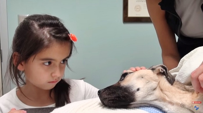 Little Girl Stares Into The Eyes Of A Dying Dog, But Then THIS Happens–Just Incredible!