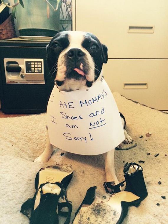 03-shame-dogs