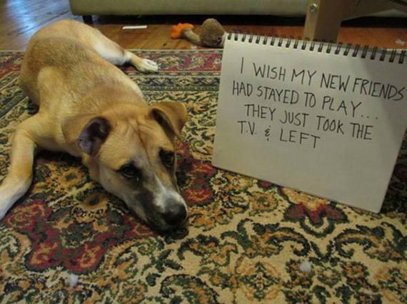 04-shame-dogs