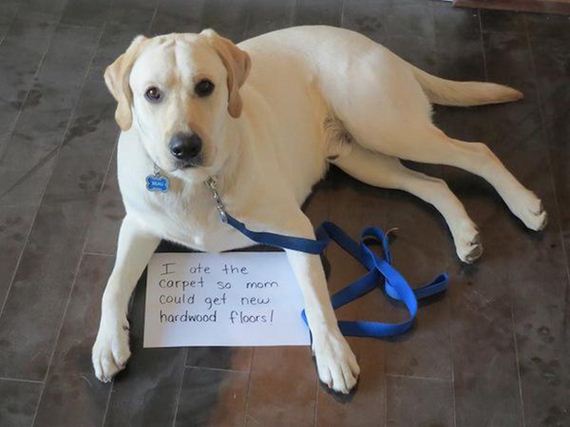 05-shame-dogs