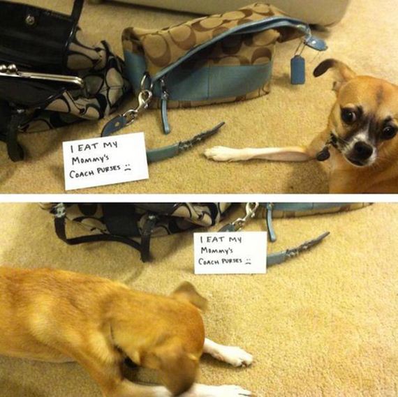 06-shame-dogs