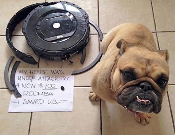 07-shame-dogs