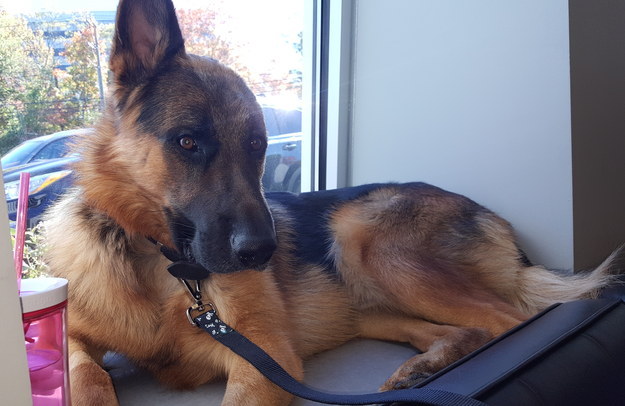The Story Behind How This Dog Lost His Ear Is Heartbreaking And Inspiring