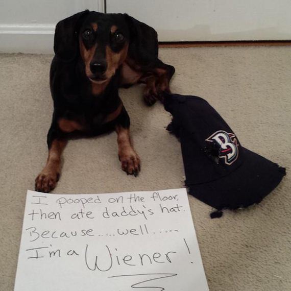 08-shame-dogs