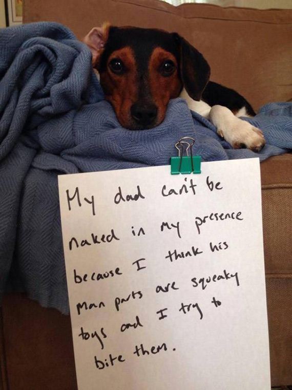 09-shame-dogs