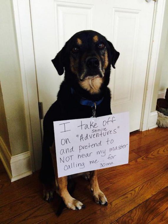 10-shame-dogs