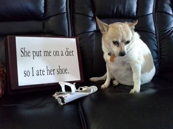 11-shame-dogs