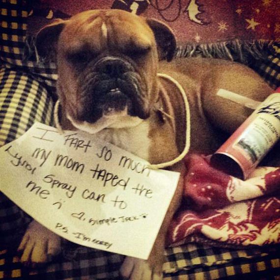 12-shame-dogs
