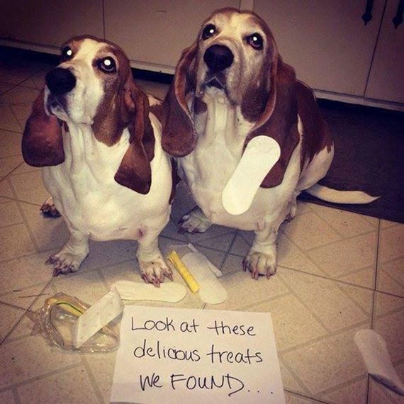 13-shame-dogs