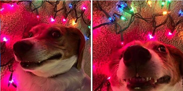 Dogs Who Definitely Didn’t Peek At Their Presents