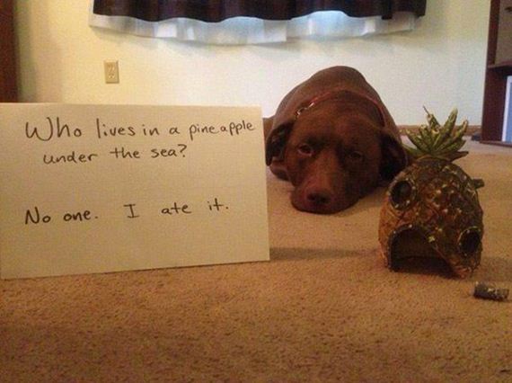 14-shame-dogs