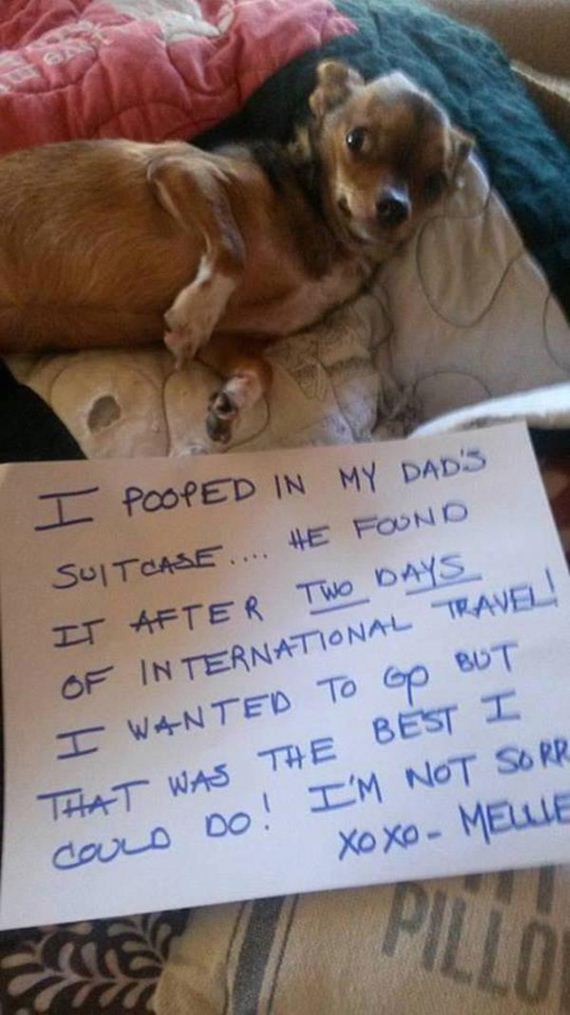 15-shame-dogs