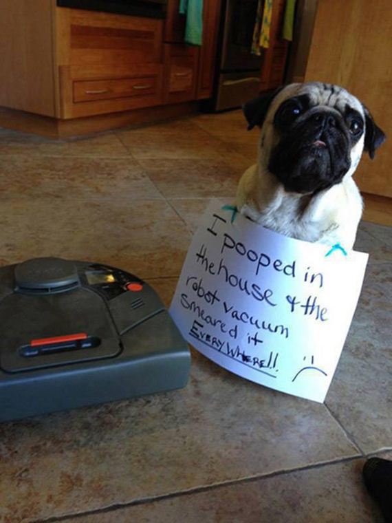 16-shame-dogs